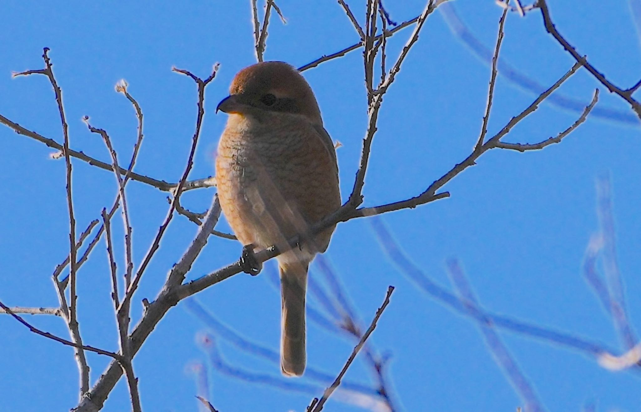 Bull-headed Shrike