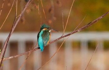 Common Kingfisher 城北公園 Sat, 1/13/2024