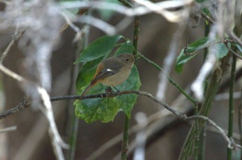 2024年1月13日(土) 新宿御苑の野鳥観察記録