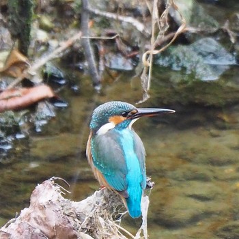 Common Kingfisher 山崎川 Sun, 11/4/2018