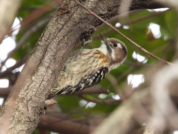 Japanese Pygmy Woodpecker Hattori Ryokuchi Park Sat, 1/6/2024