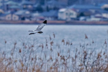 ハイイロチュウヒ 稲敷市 2024年1月7日(日)