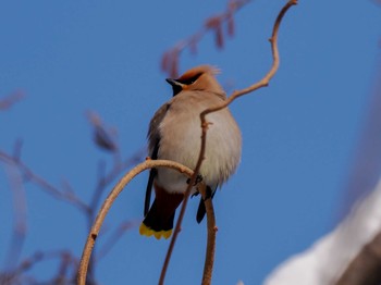 2024年1月13日(土) 左股川緑地(札幌市西区)の野鳥観察記録