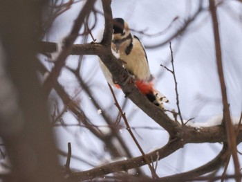Sat, 1/13/2024 Birding report at Asahiyama Memorial Park