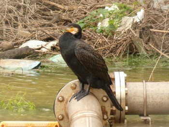 Japanese Cormorant Yoron Island Mon, 11/5/2018