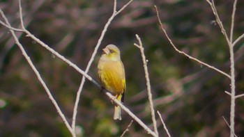 2024年1月13日(土) 荒屋敷支谷(千葉市)の野鳥観察記録