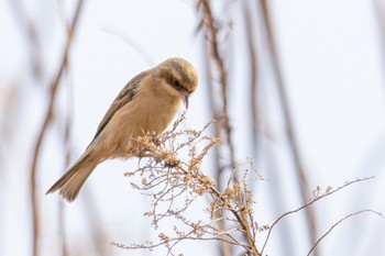 Chinese Penduline Tit Unknown Spots Fri, 12/29/2023