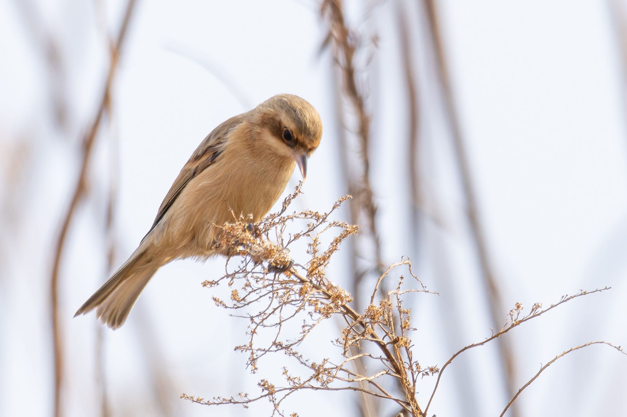 Photo of Chinese Penduline Tit at  by そいぎんた