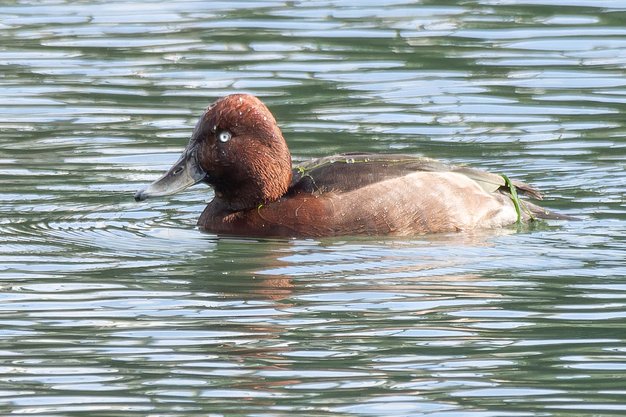 Photo of Ferruginous Duck at  by そいぎんた