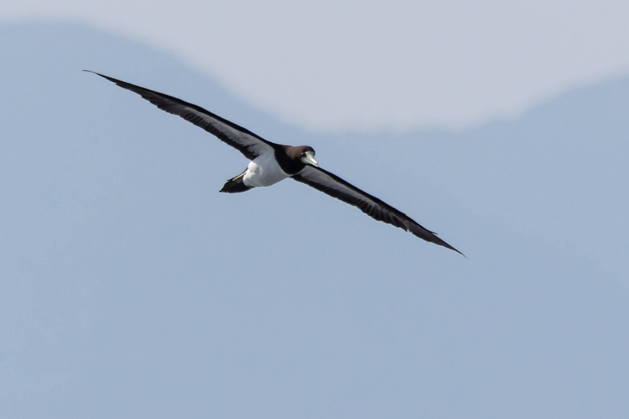 Photo of Brown Booby at  by そいぎんた