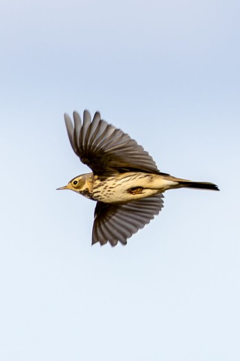 Water Pipit Unknown Spots Sat, 12/23/2023