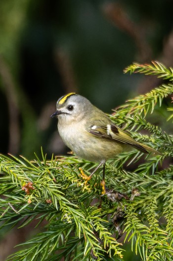 Goldcrest Unknown Spots Thu, 1/11/2024