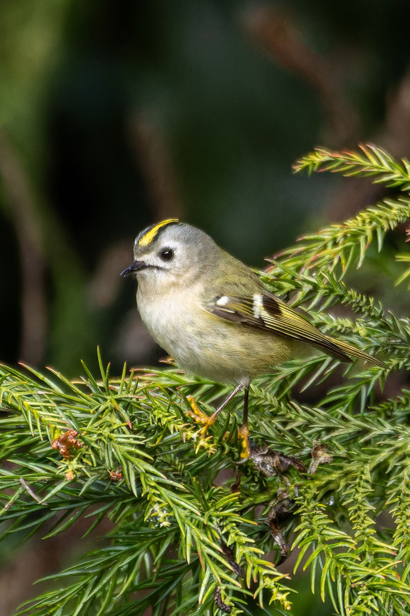 Photo of Goldcrest at  by そいぎんた
