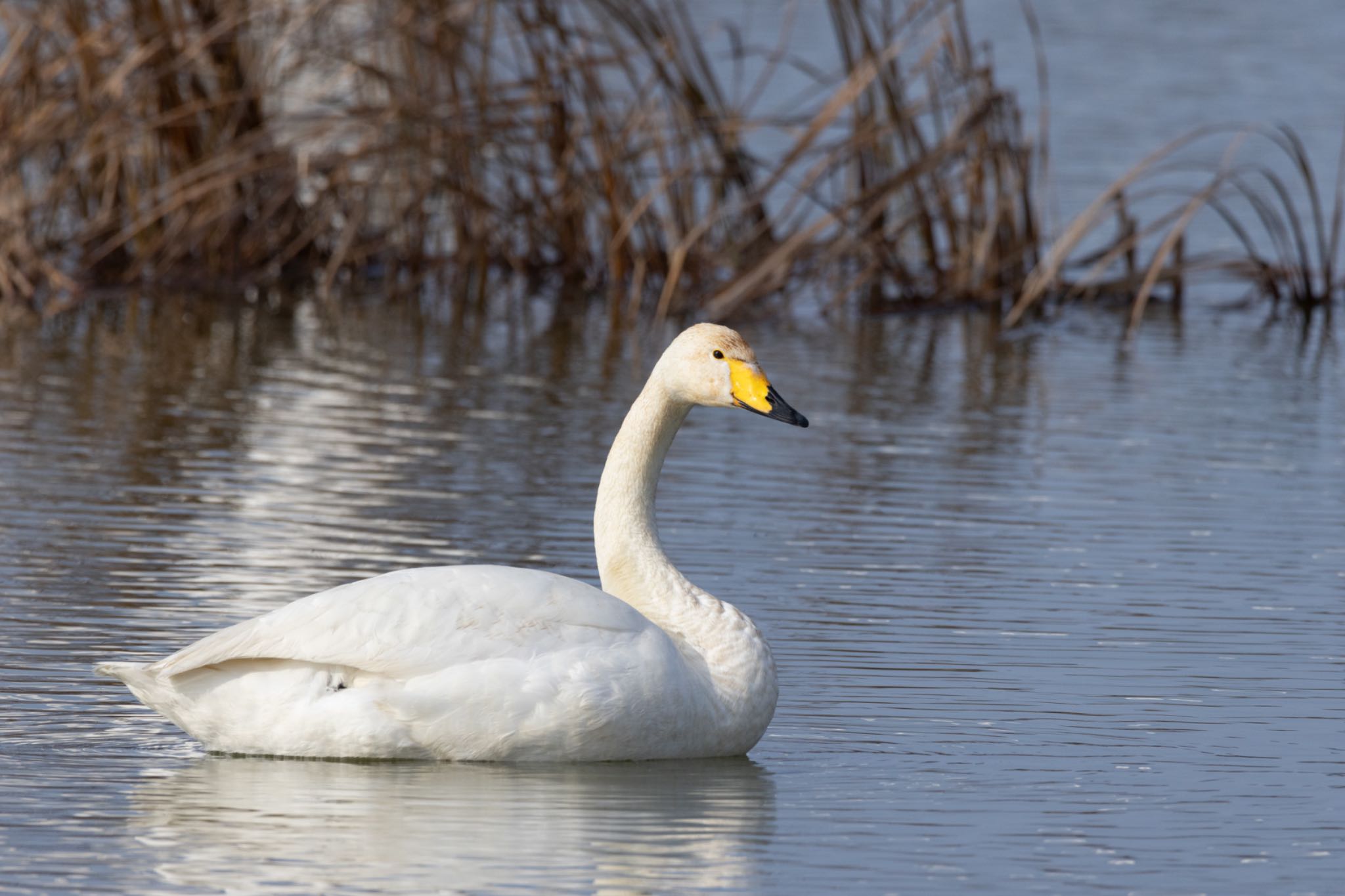 Photo of Whooper Swan at  by そいぎんた