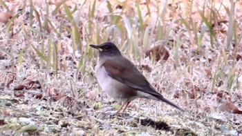 Pale Thrush 千葉市泉自然公園 Tue, 1/2/2024