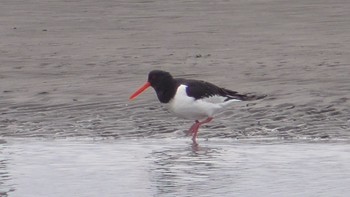 2023年12月28日(木) ふなばし三番瀬海浜公園の野鳥観察記録