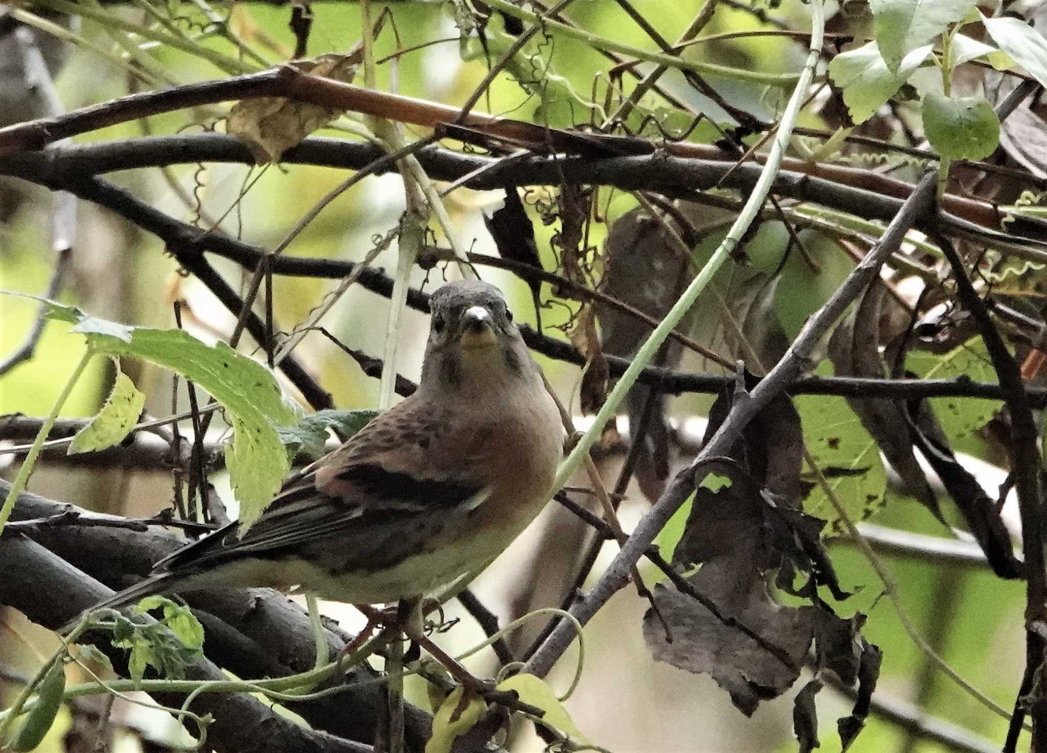 Photo of Brambling at 名古屋市内 by ｱｶｳﾝﾄ2094