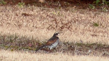 Dusky Thrush 千葉市泉自然公園 Tue, 1/2/2024