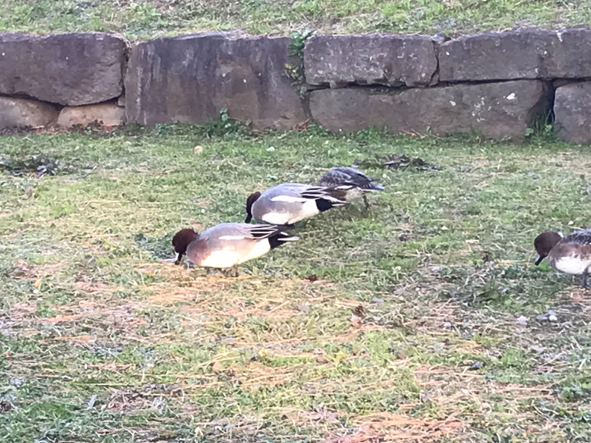 小田原城址公園(小田原城) ヒドリガモの写真 by KozBird