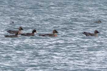 Tundra Bean Goose Unknown Spots Sun, 1/7/2024