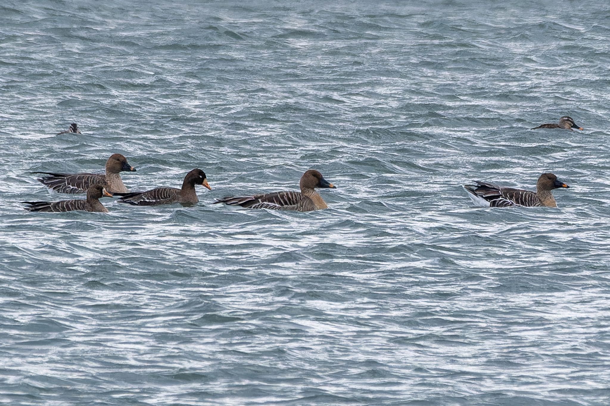 Photo of Tundra Bean Goose at  by そいぎんた