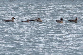 Greater White-fronted Goose Unknown Spots Sun, 1/7/2024