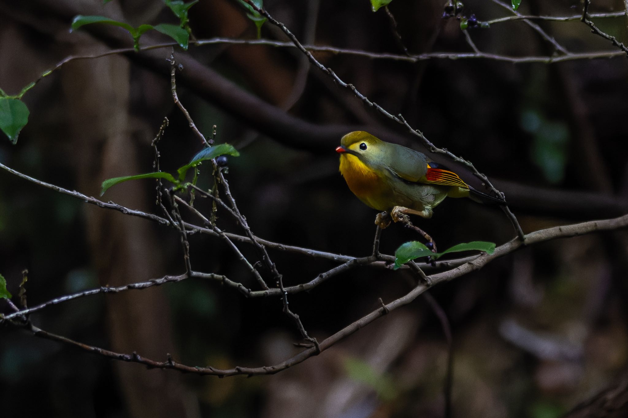 Photo of Red-billed Leiothrix at  by そいぎんた
