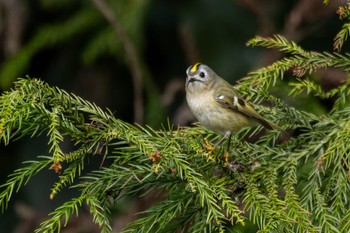 Goldcrest Unknown Spots Thu, 1/11/2024