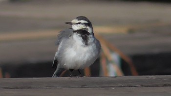 ハクセキレイ 千葉公園 2023年12月23日(土)