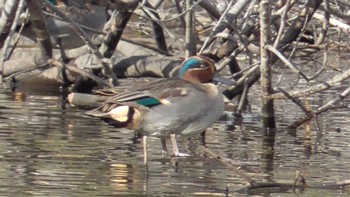 Sun, 12/17/2023 Birding report at 荒屋敷支谷(千葉市)