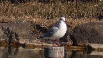 2023年12月23日(土) 千葉公園の野鳥観察記録