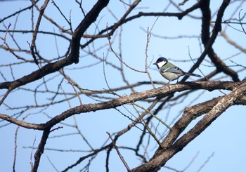 シジュウカラ 金山緑地公園 2023年12月10日(日)