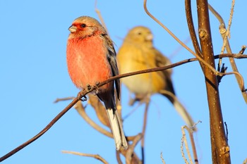 Siberian Long-tailed Rosefinch 国営木曽三川公園  Thu, 1/11/2024