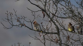 2024年1月13日(土) 小諸懐古園&西浦ダムの野鳥観察記録