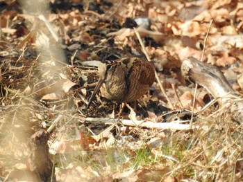 Sat, 1/13/2024 Birding report at Maioka Park