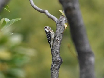 Japanese Pygmy Woodpecker Tokyo Port Wild Bird Park Sat, 1/13/2024