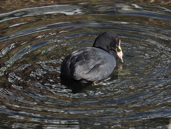 2024年1月13日(土) 野川の野鳥観察記録