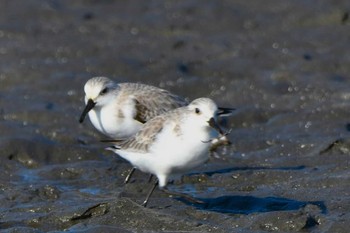 ミユビシギ ふなばし三番瀬海浜公園 2023年12月29日(金)