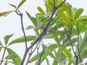 Yellow-browed Warbler Unicorn Mountain, ベトナム, ニンビン省 Sat, 12/30/2023