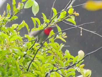 Crimson Sunbird Unicorn Mountain, ベトナム, ニンビン省 Sat, 12/30/2023