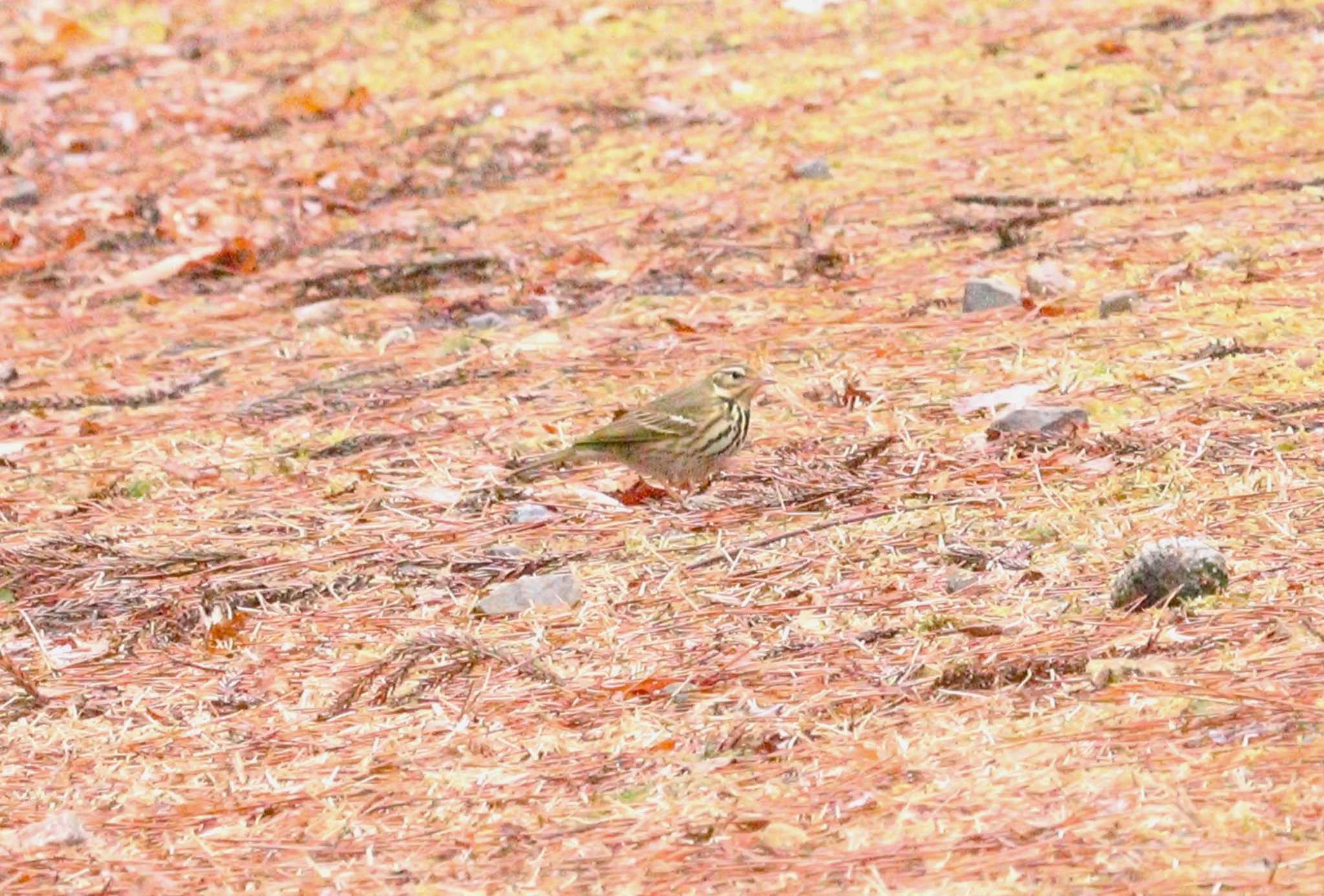 Olive-backed Pipit