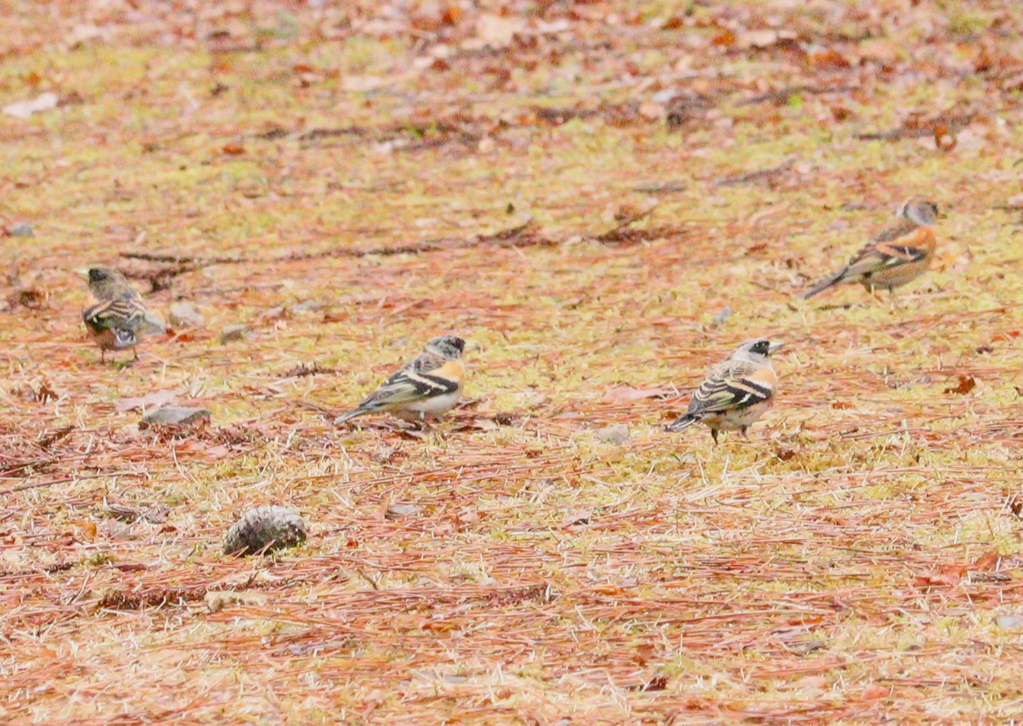 Brambling