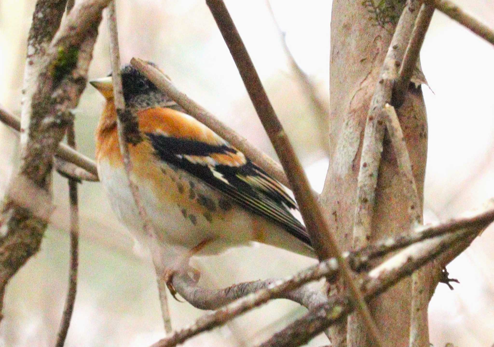 Brambling