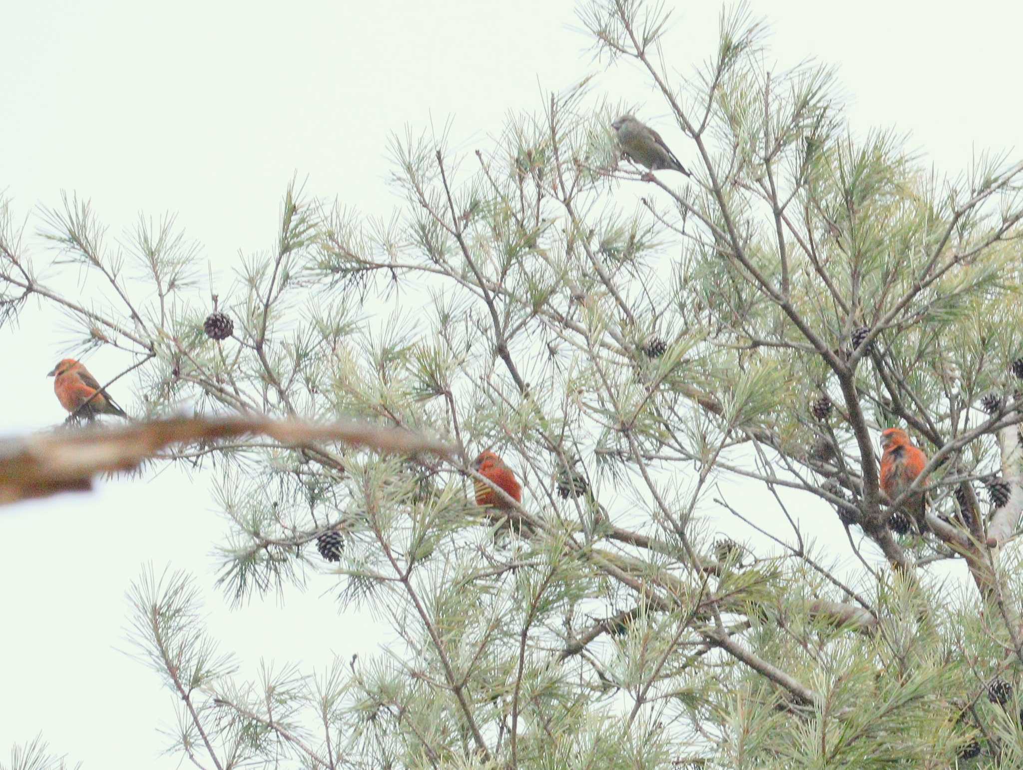 Red Crossbill