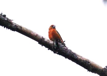 2024年1月13日(土) 三河湖園地の野鳥観察記録