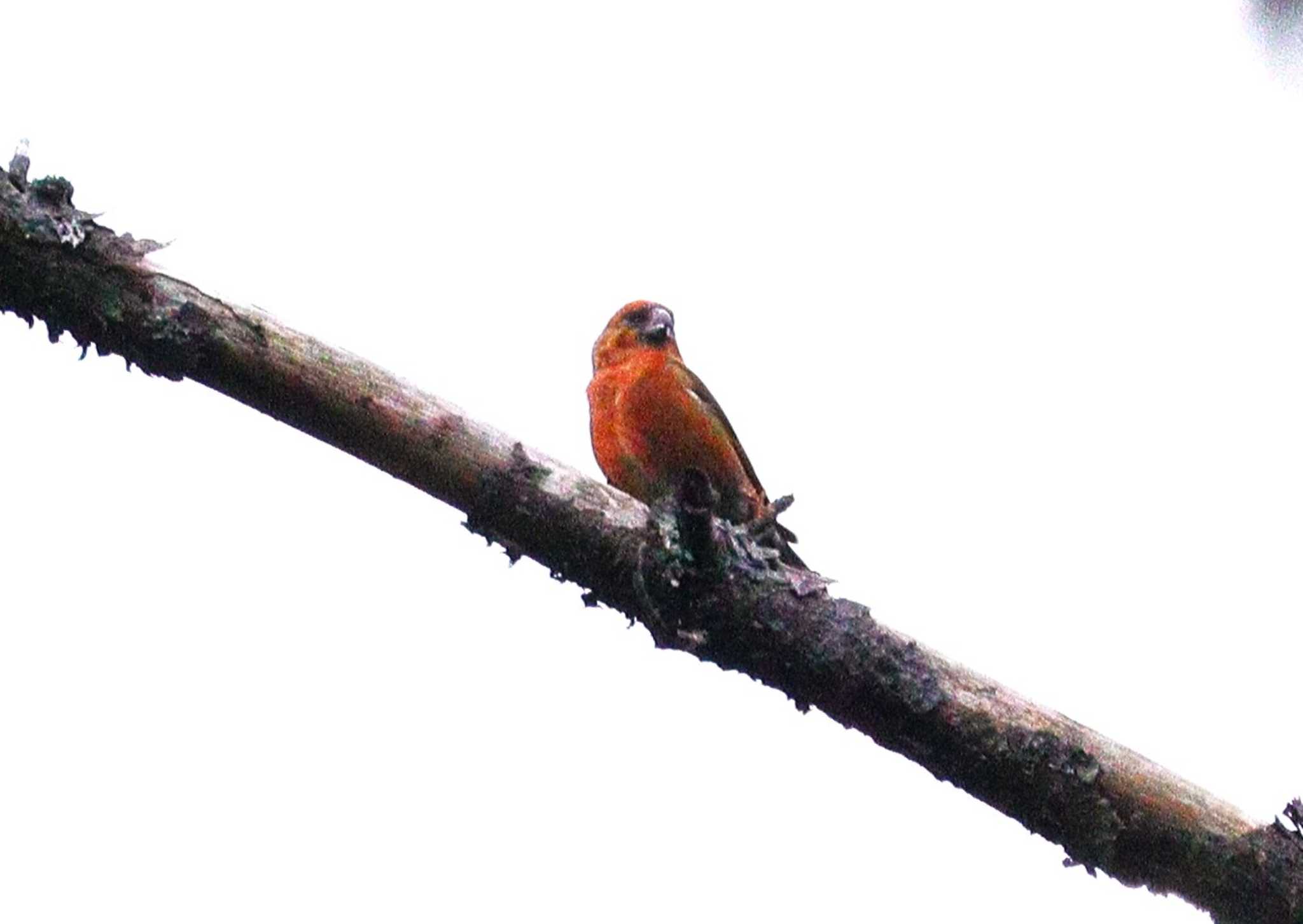 Red Crossbill