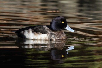 Tufted Duck 名城公園 Sun, 2/4/2018