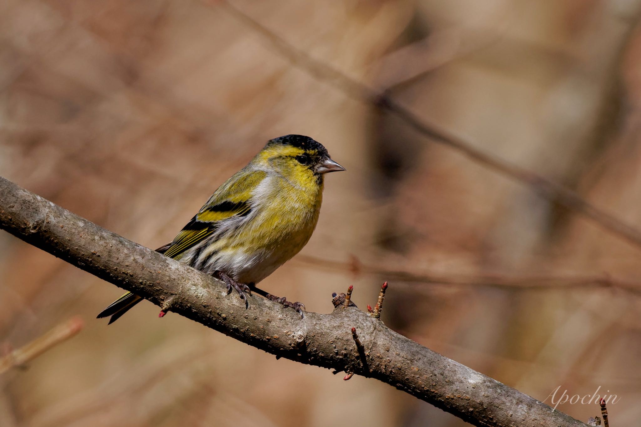 Eurasian Siskin