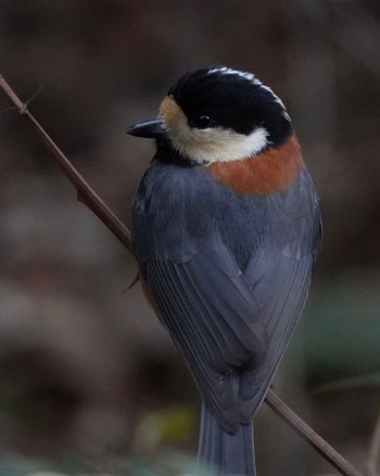 Varied Tit 箕面山 Sat, 1/13/2024