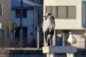 アオサギ 名城公園 2018年1月14日(日)